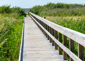 Fototapeta na wymiar a wooden footbridge, a place for pedestrians