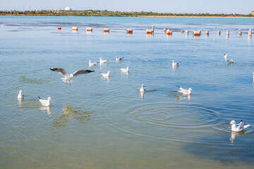 Flock of Seagulls, The European herring gull, swims in the sea