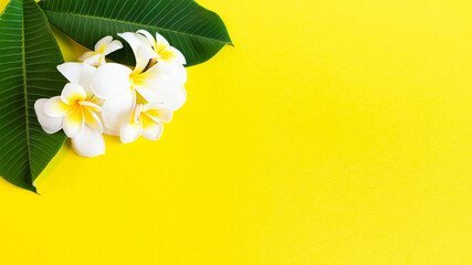 Tropical background with frangipani flowers and green leaves with copy space.
