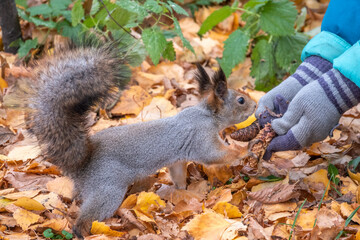 The boy feeds a squirrel with nuts from a hand in the wood