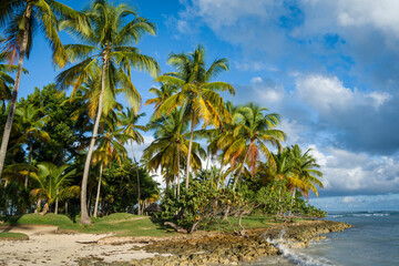 Fototapeta na wymiar Beautiful palms on a beach in Samana province of Dominican Republic