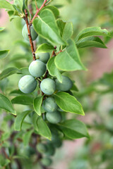 Fruits green immature plum on branches of tree. Selective focus.