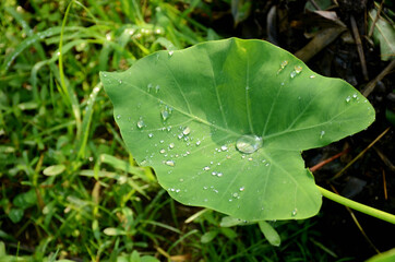 closeup the ripe green arabic leaf inside water drops over out of focus green brown background.