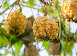 Yellow pumpkin (Ornamental gourd) plantation in greenhouse garden.