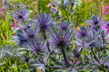 Alps Flora: Eryngium alpinum, alpine sea holly, alpine eryngo, queen of the Alps, blue distel