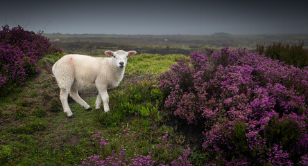 sheep on pasture on the North Yorkshire moors showing heather