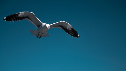 Obraz premium seagull in the sky