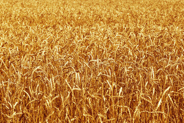 Gold ears of wheat in warm sunlight. Wheat field in sunset light. Autumn harvest of grain crops. Rural scenery. Selective focus.