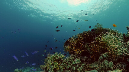 Naklejka na ściany i meble Underwater fish garden reef. Reef coral scene. Seascape under water. Philippines.