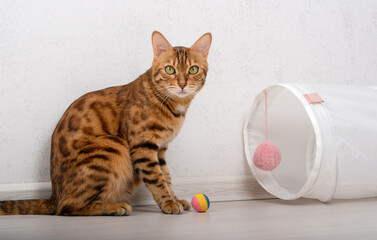 A domestic cat with black markings is playing near a play tunnel with a multi-colored ball.