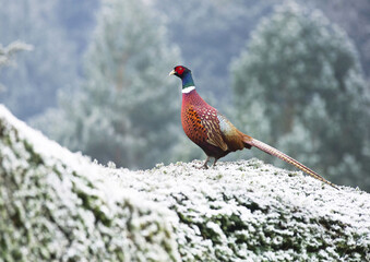 pheasant bird in snow stood on a hedge