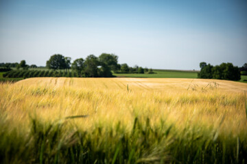 Obraz premium Wheat fields gladiator Limburg