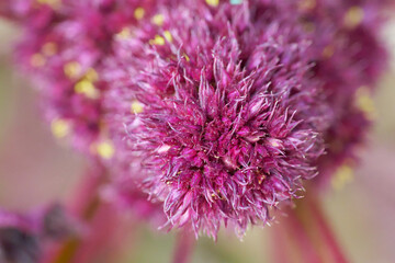 Inflorescence of amaranth plant, full frame. Macro image of crimson amaranth flowers.