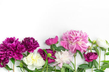 Naklejka na ściany i meble Peony flowers on a white background, top view, copy space. Blank for a greeting card. Floral background with place for text.