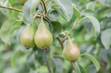 Pears on the tree close-up. Juicy pears hang on a branch