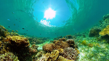 Underwater Scene Coral Reef. Tropical underwater sea fishes. Philippines.