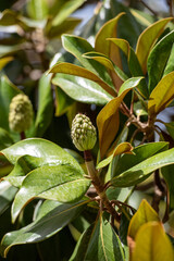 Magnolia Grandiflora in flower in El Jardin de Adaptación de Montjuic, Barcelona, ​​Spain.