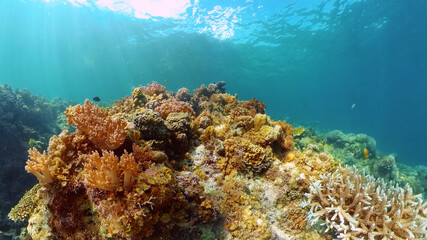 Naklejka na ściany i meble Coral reef underwater with fishes and marine life. Coral reef and tropical fish. Philippines.