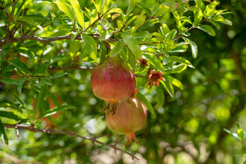 pomegranate fruit on tree