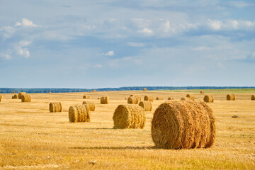 Stacks of straw on the field