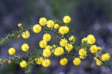Yellow globular flowers and prickly leaves of the Australian native Hedgehog Wattle, Acacia echinula, family Fabaceae, growing in Sydney sclerophyll forest. Winter and spring flowering