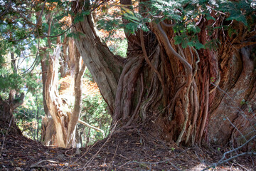 杉　原生林　環境保護