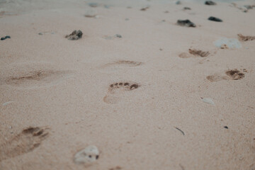 footprints in the sand