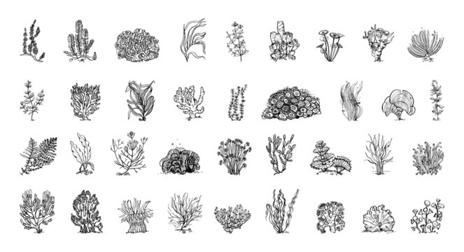 Collection of algae in sketch style. Hand drawings in art ink style. Black and white graphics.