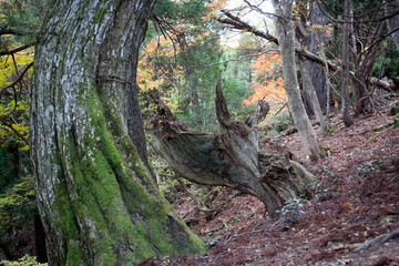 環境保護　原生林　杉
