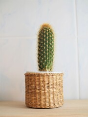 small long green cactus in a light brown wicker basket with a light background