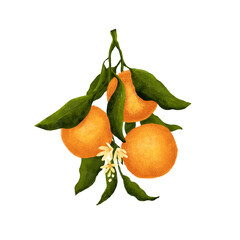 Orange tree branch with Leaves, Fruit and Blossoms on White Background, Isolated. 