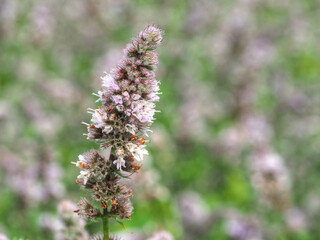 Blühende Minzpflanze im Garten