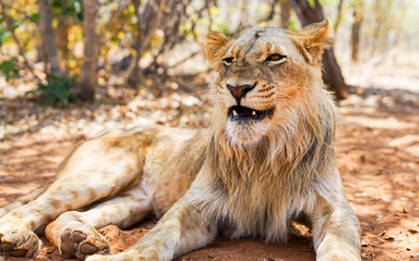 Close-up photo of a scary-faced male lion cub