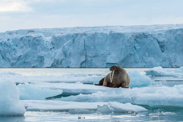 Walrus resting in Svalbard