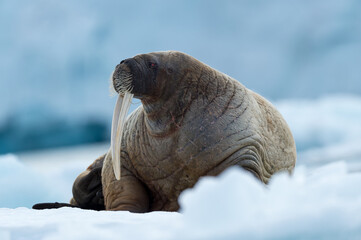 Walrus resting in Svalbard - 450802026