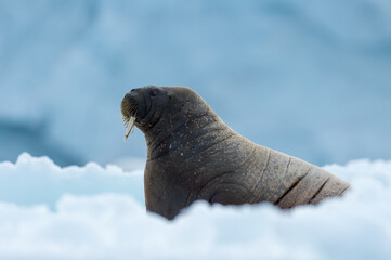 Walrus resting in Svalbard - 450802037
