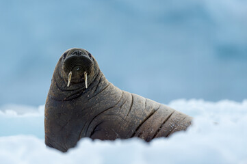 Walrus resting in Svalbard - 450802042