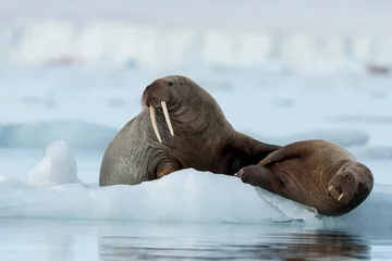 Deurstickers Walrus Walrussen rusten op Spitsbergen