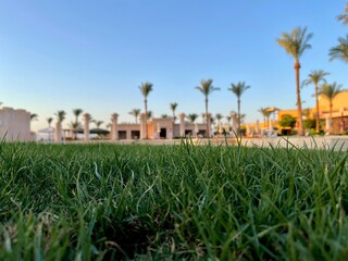 field in the morning in summer