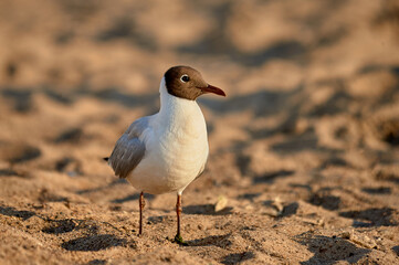 A seagull stands on the sand on a sunny evening