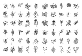 Collection of monochrome illustrations of Australia plants in sketch style. Hand drawings in art ink style. Black and white graphics.