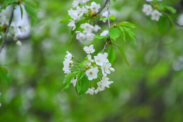 blossoming tree
