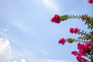Beautiful pink crape myrtle flowers with the blue sky.