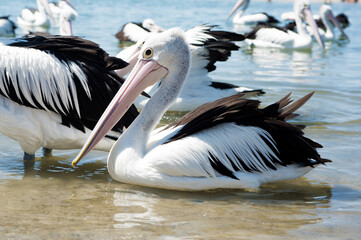 An Australian pelican swimming at the beach with others in shallow water.