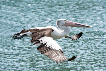 Fototapeta na wymiar An Australian pelican flying close to the water with its wings curled up.