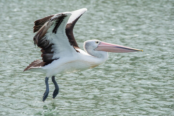 An Australian pelican launching off from the water as it flies along.