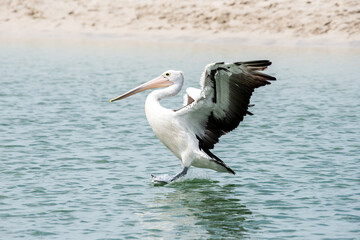 Fototapeta na wymiar An Australian pelican putting down its feet in preparation to land on the water.