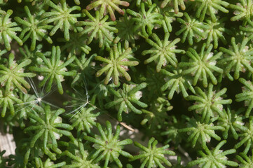 Marchantia polymorpha liverwort