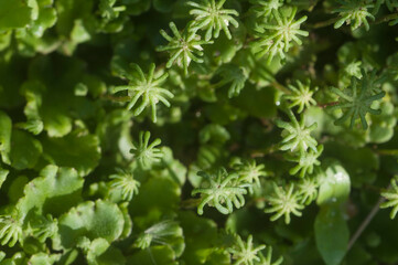 Marchantia polymorpha liverwort