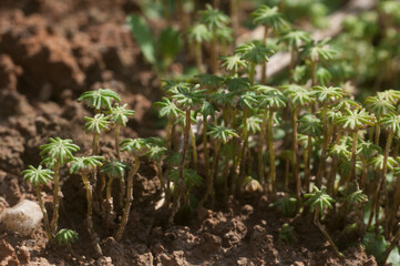 Marchantia polymorpha liverwort